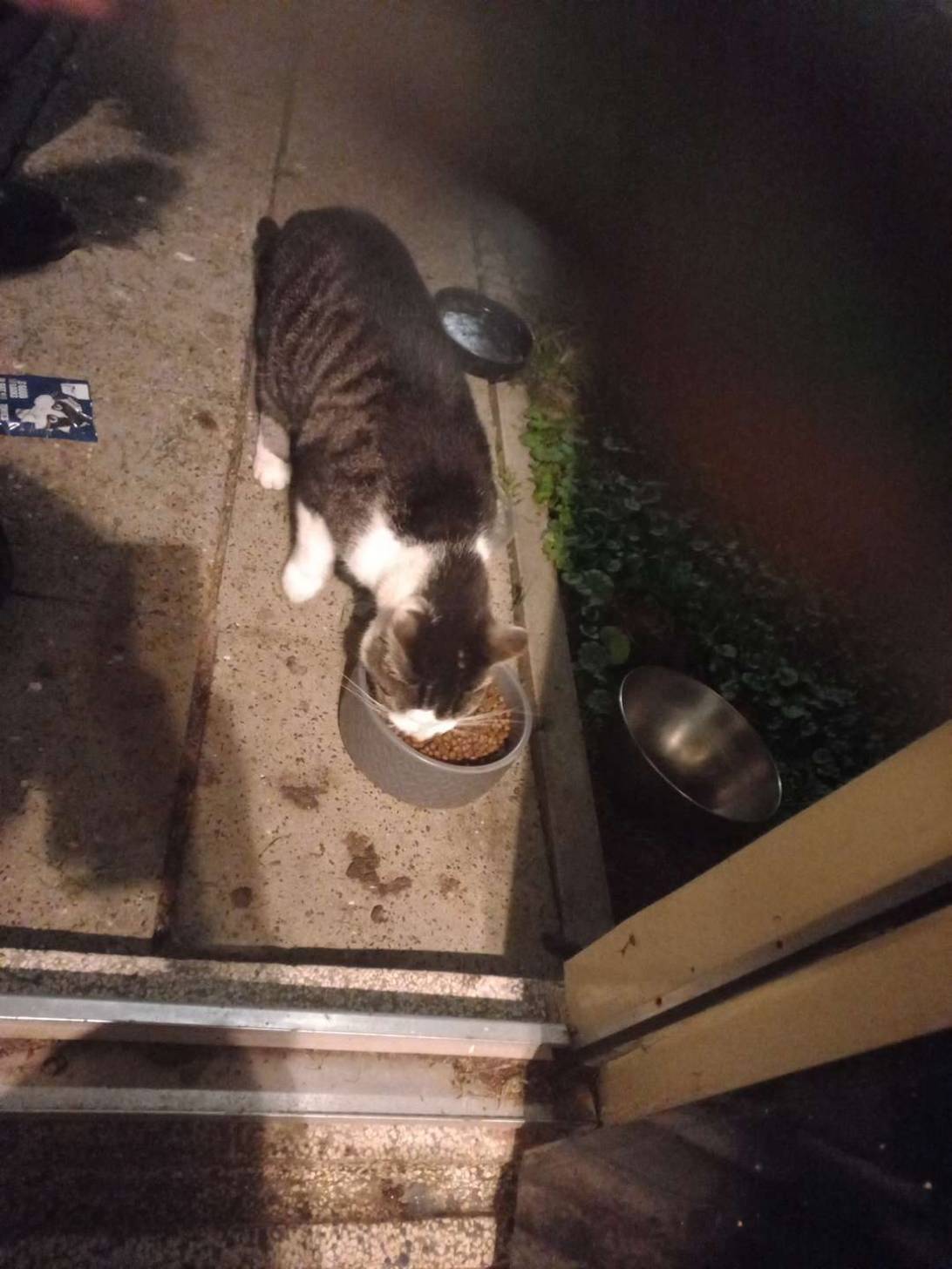 Lou, a cat found on Chonk Finder