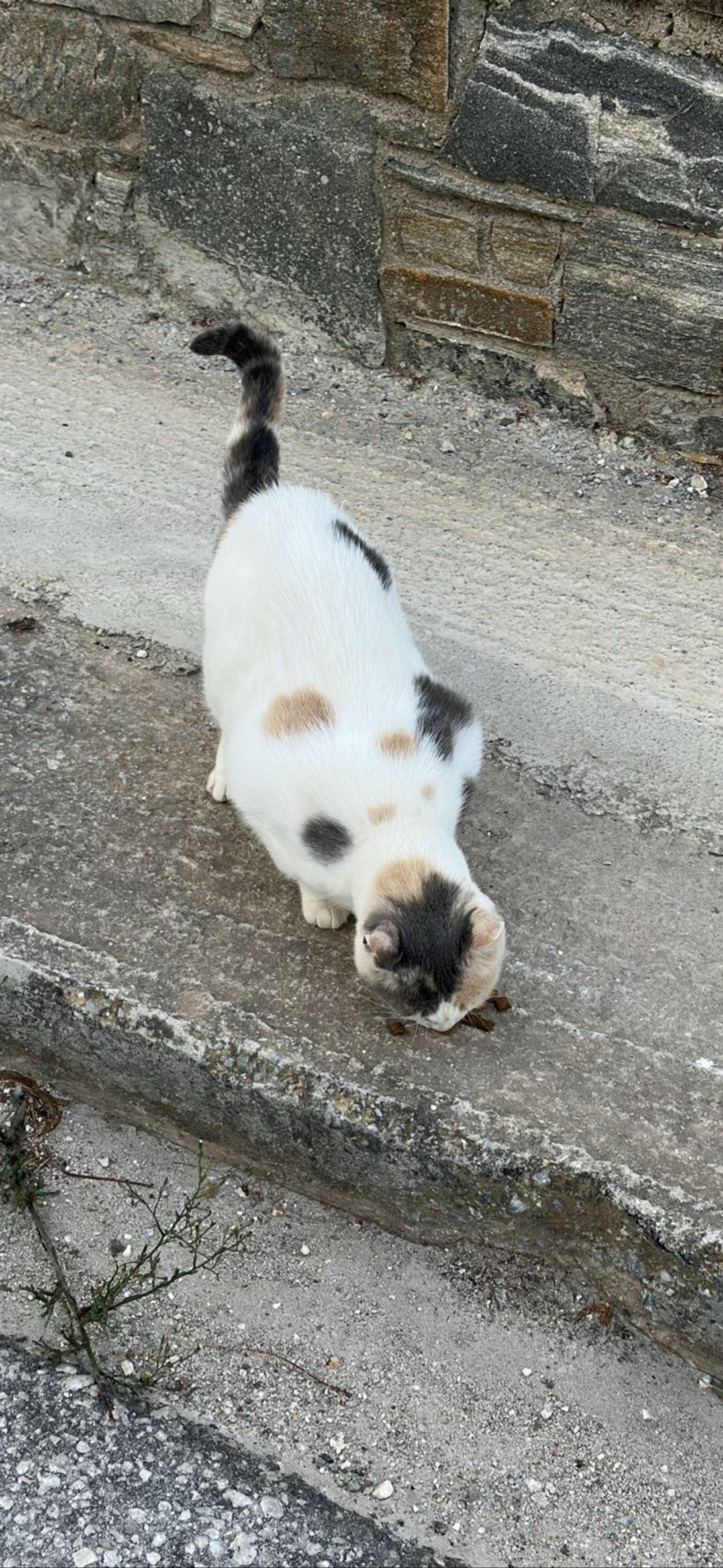 Pebble, a cat found on Chonk Finder