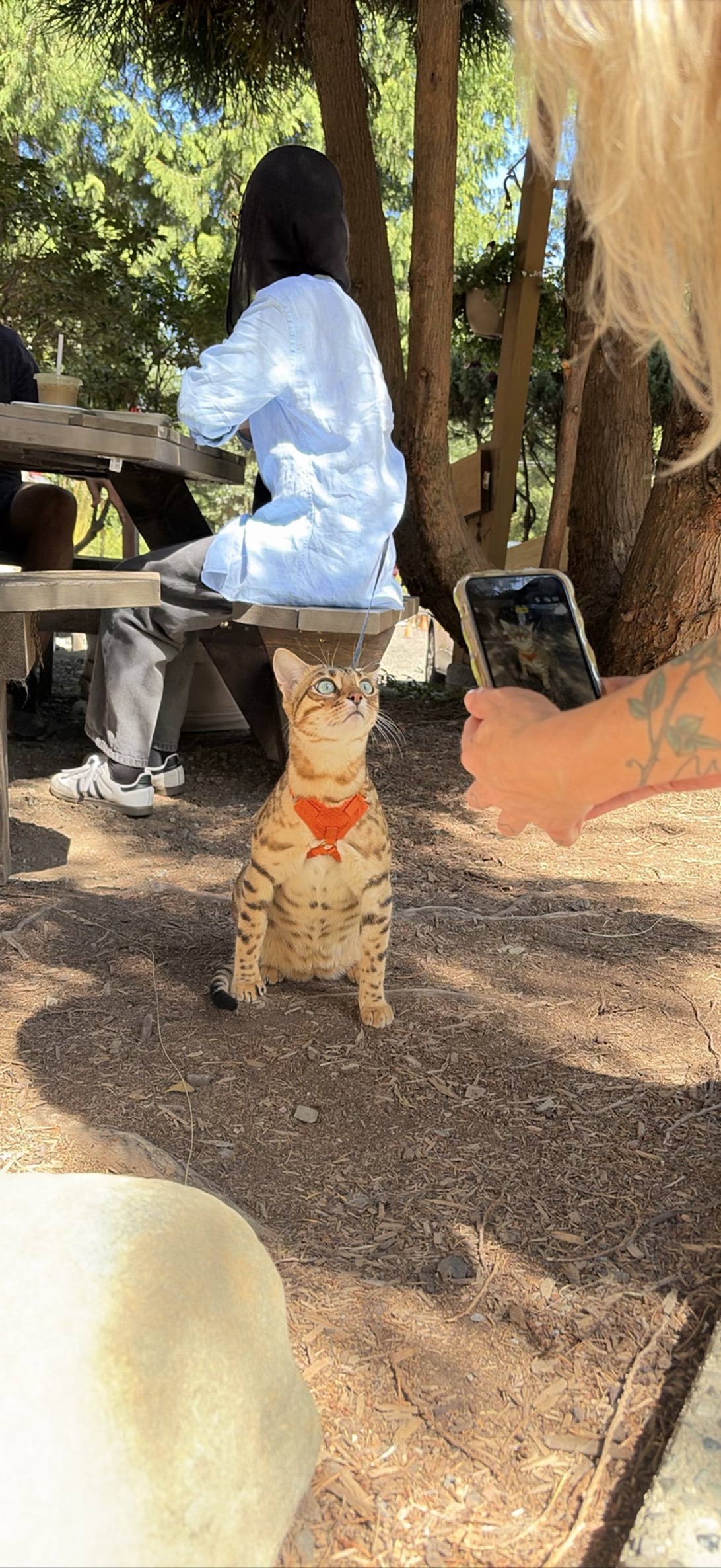 Ptolemy, a cat found on Chonk Finder