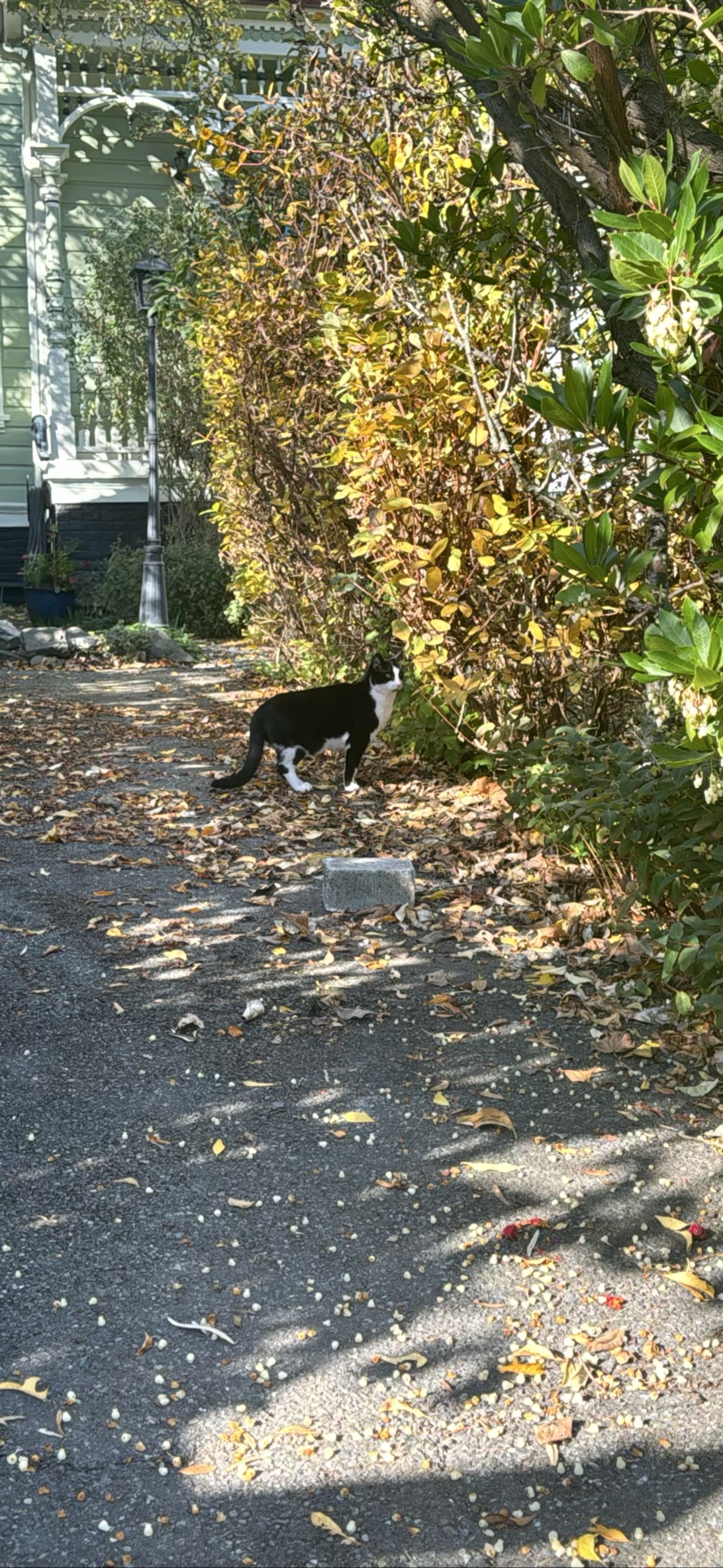 Rafferty, a cat found on Chonk Finder