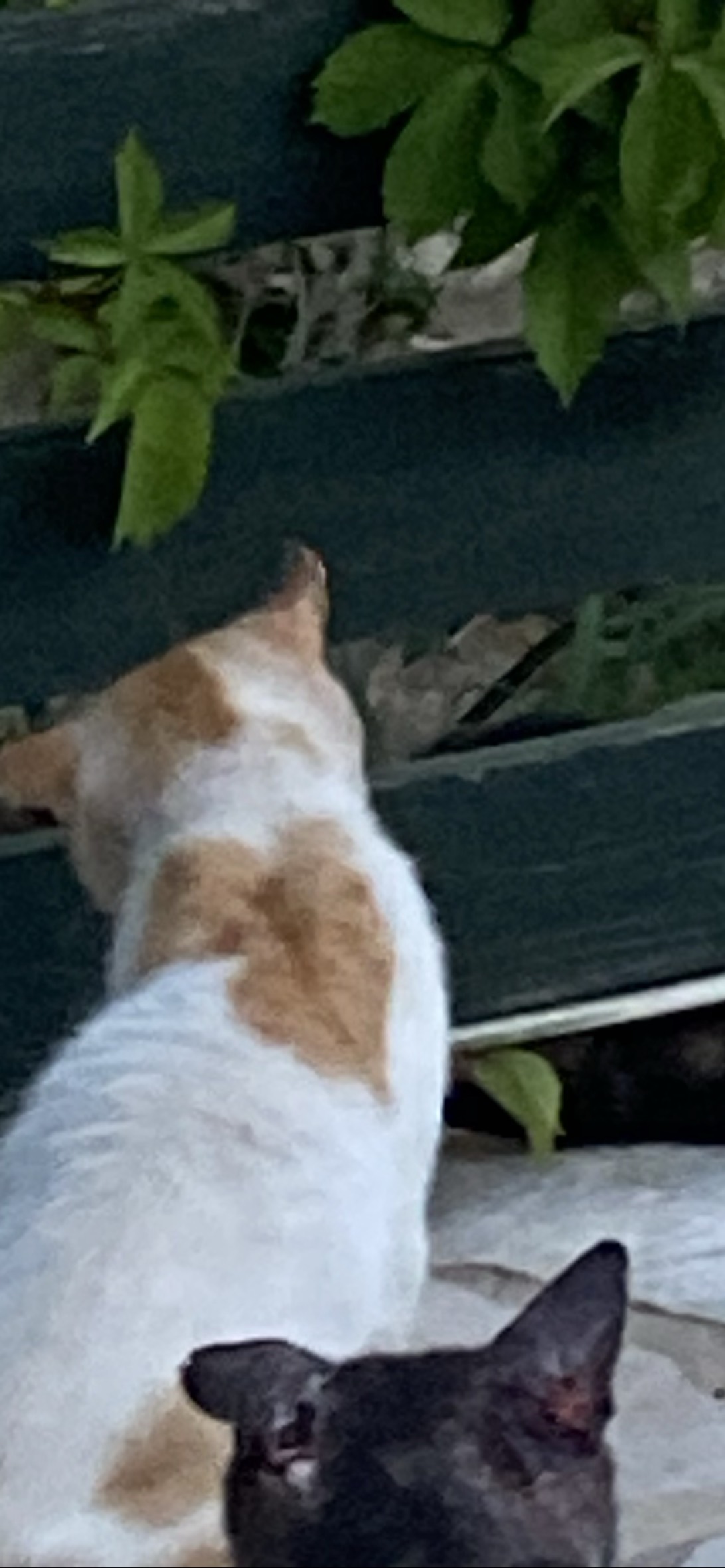 Gingerbread 2.0, a cat found on Chonk Finder