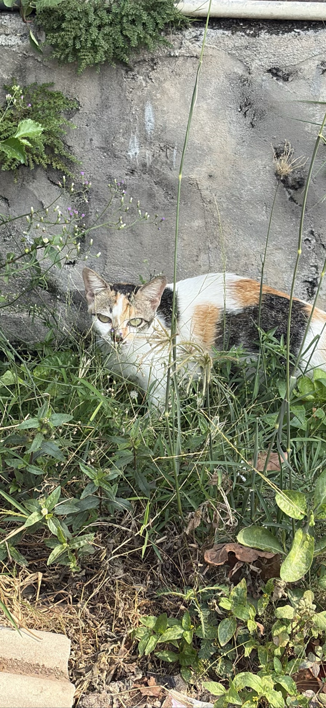 sebtu, a cat found on Chonk Finder