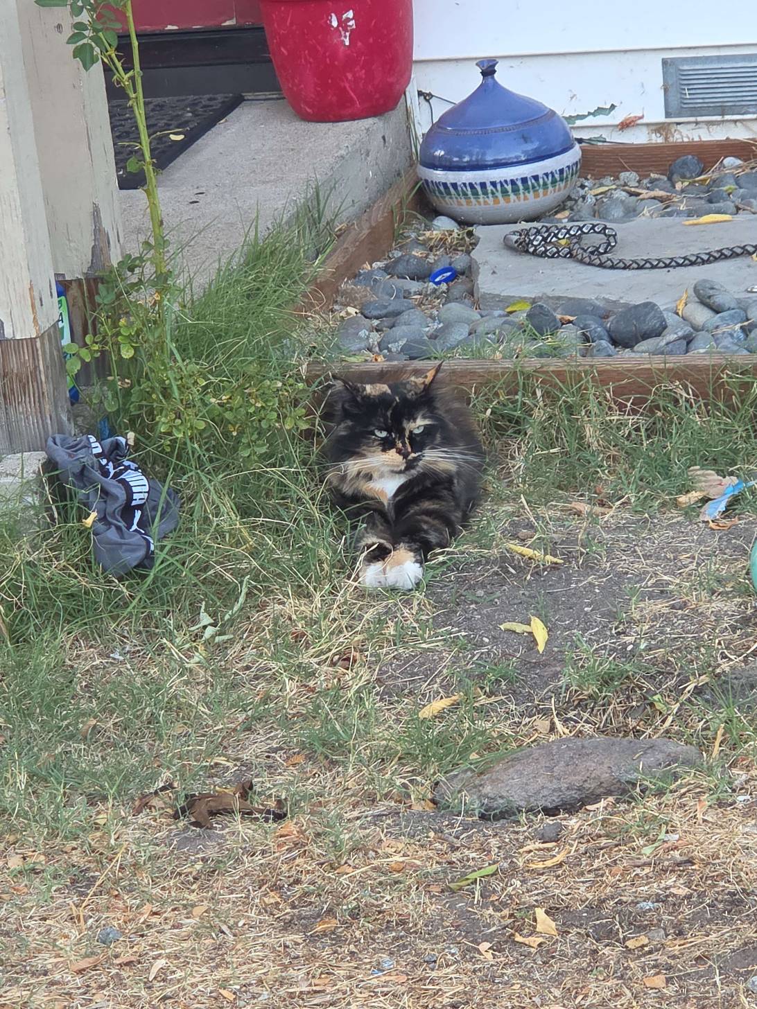 Clove, a cat found on Chonk Finder