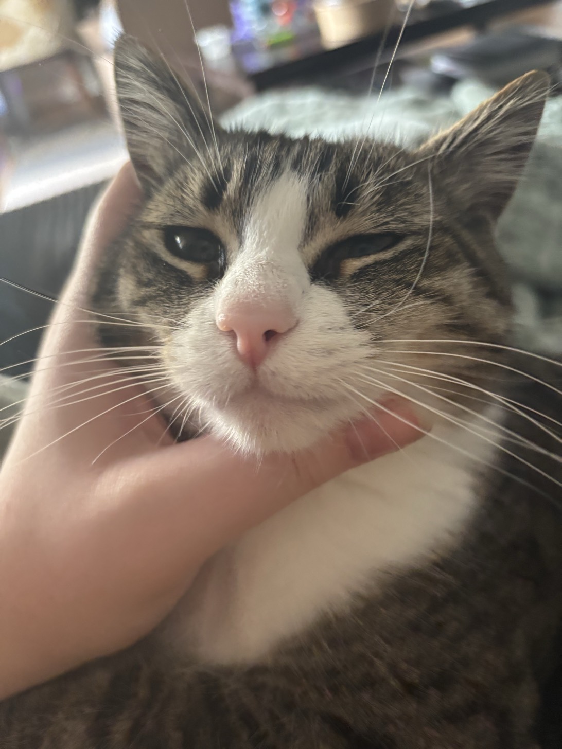 Trippie, a cat found on Chonk Finder