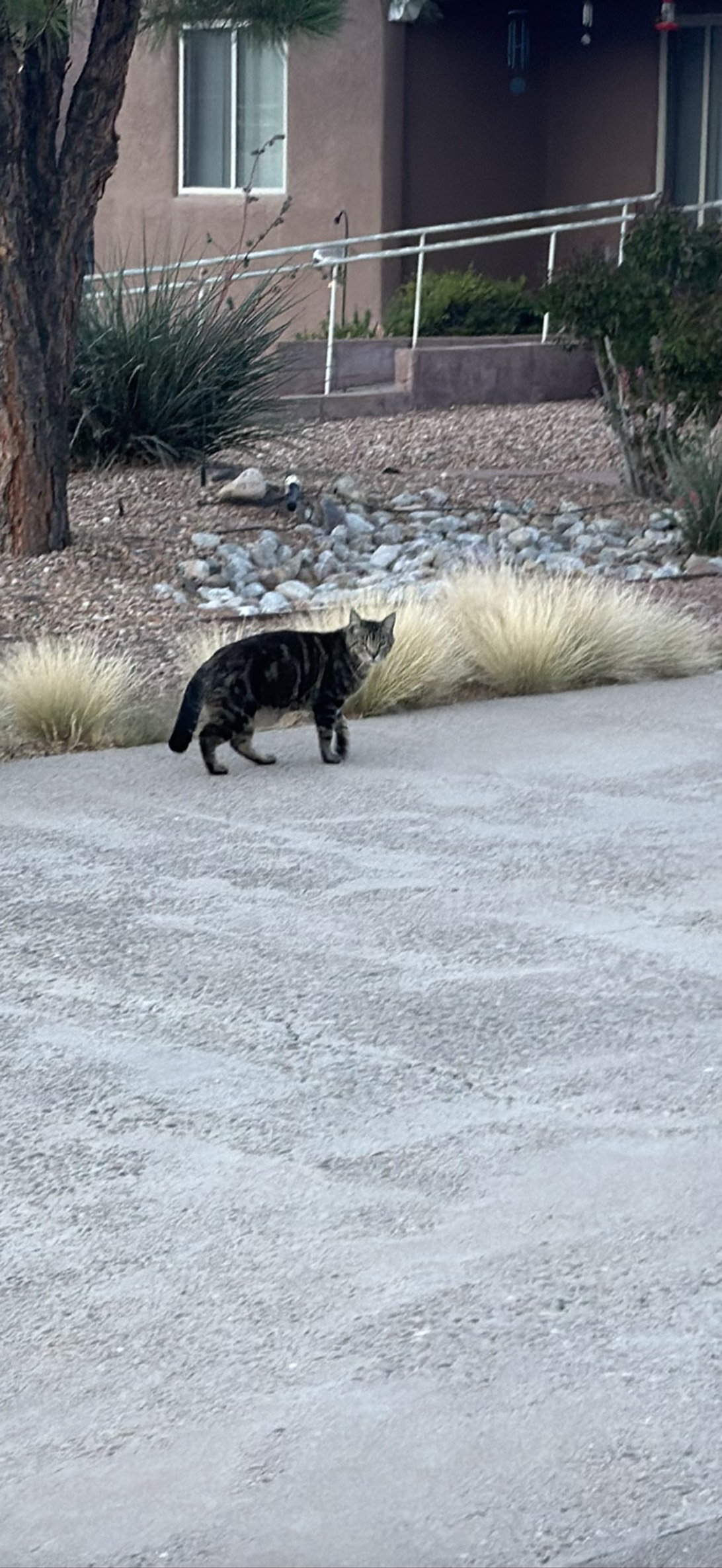 Ranger, a cat found on Chonk Finder