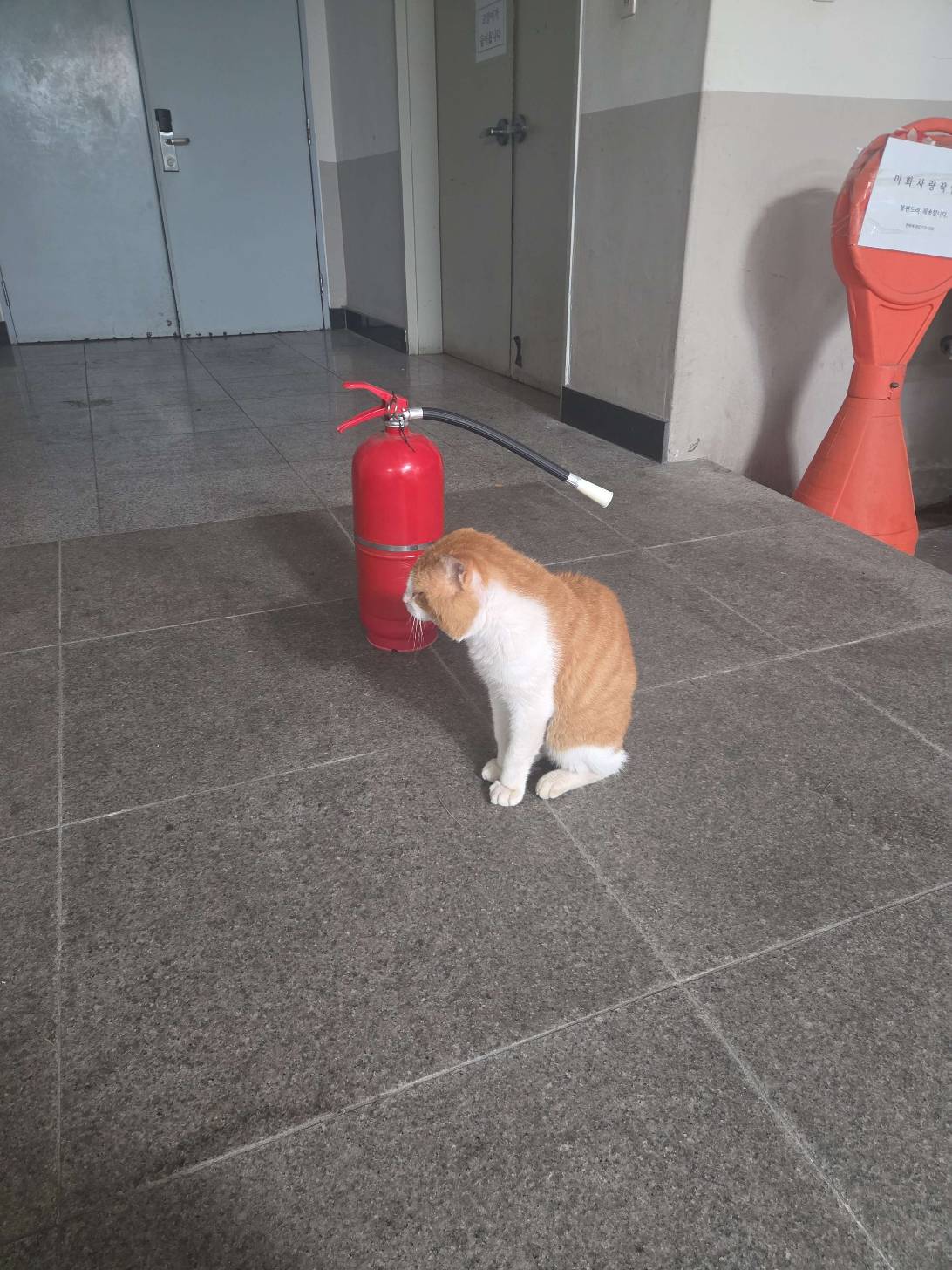 Old Chonk, Ulsan