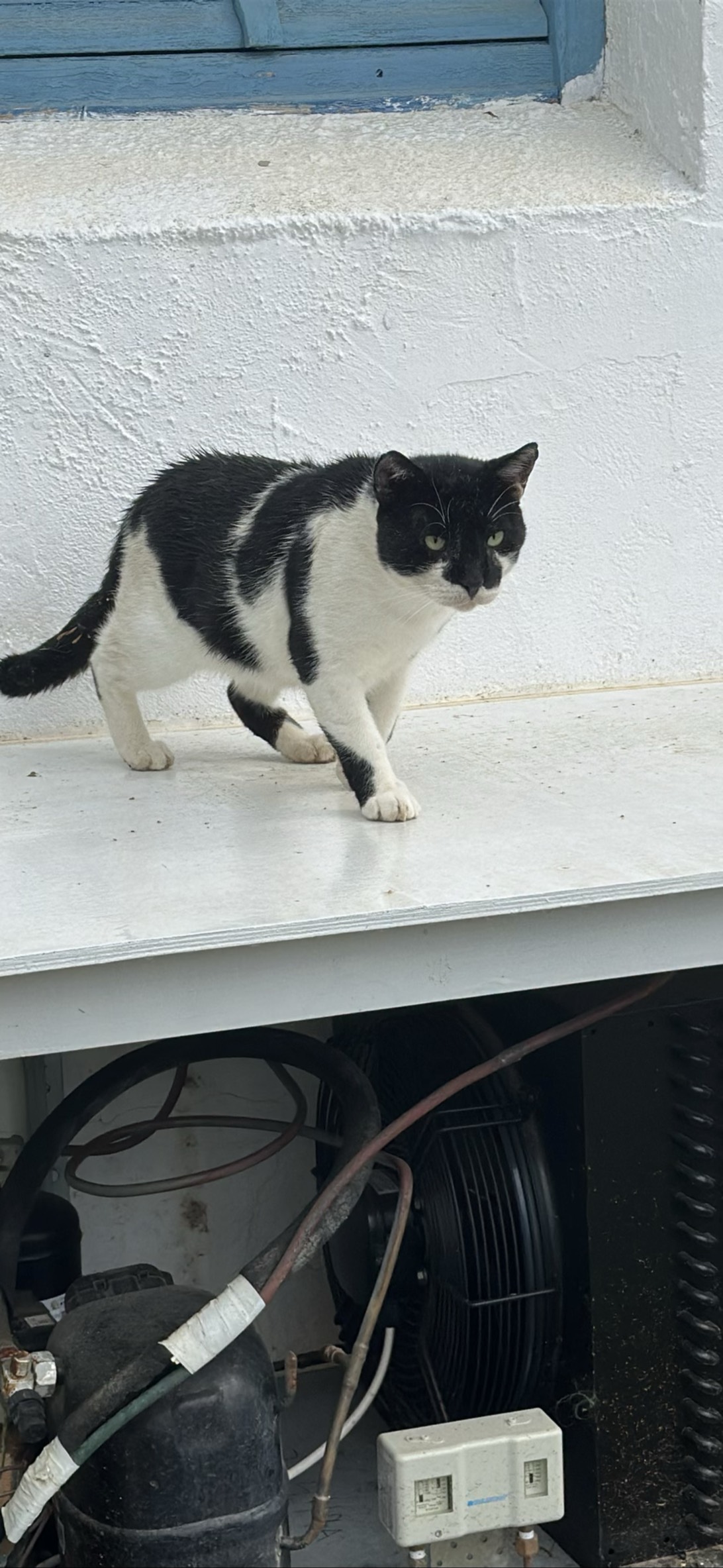 Ballface, a cat found on Chonk Finder