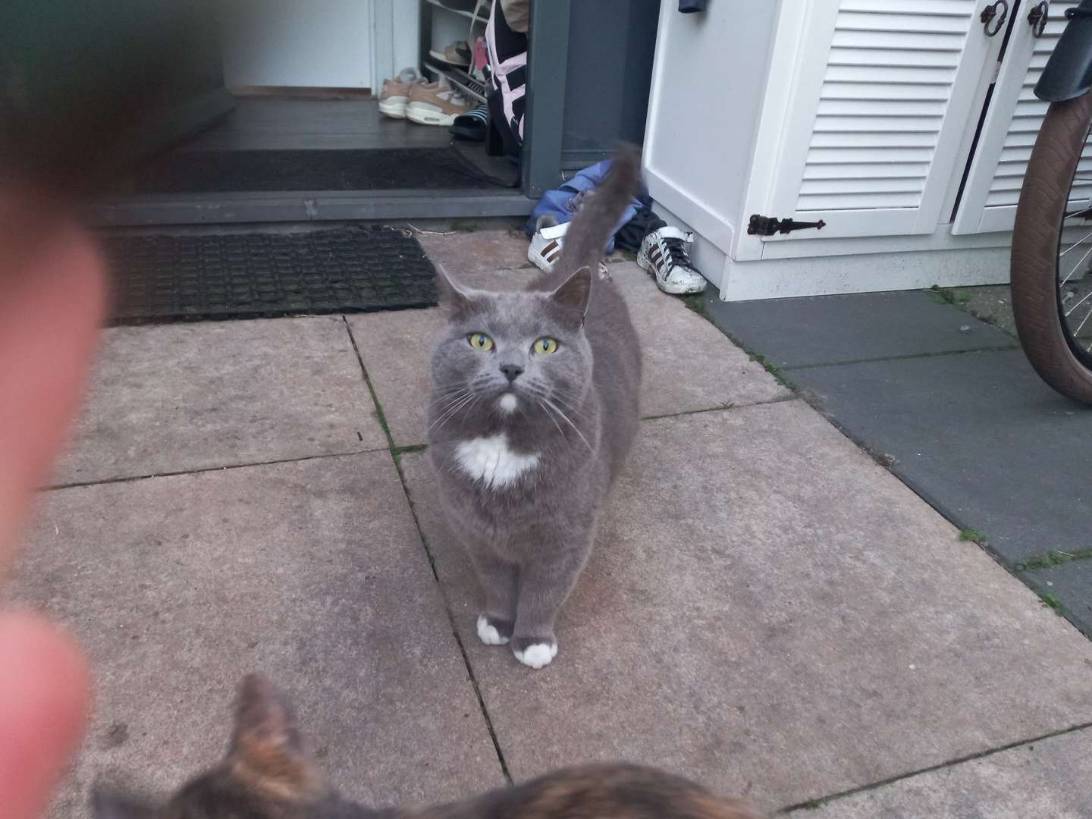 Luckyyyy, a cat found on Chonk Finder