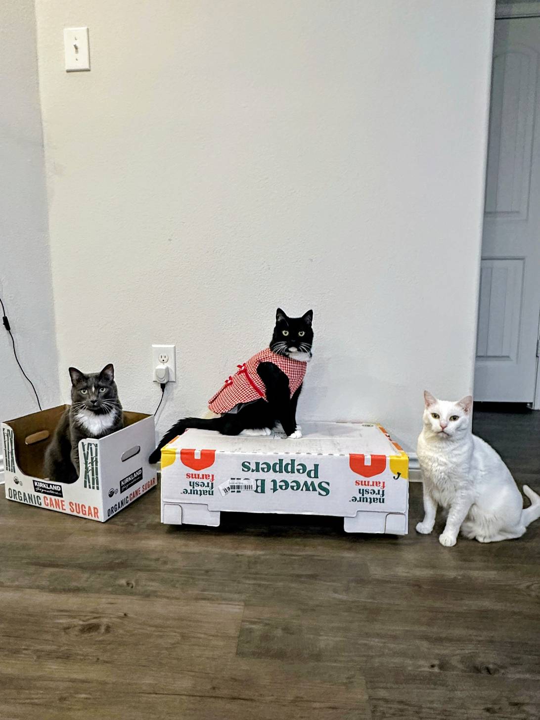 Meow?, a cat found on Chonk Finder