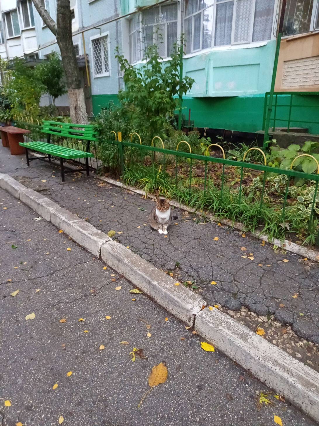 Fyodor, a cat found on Chonk Finder
