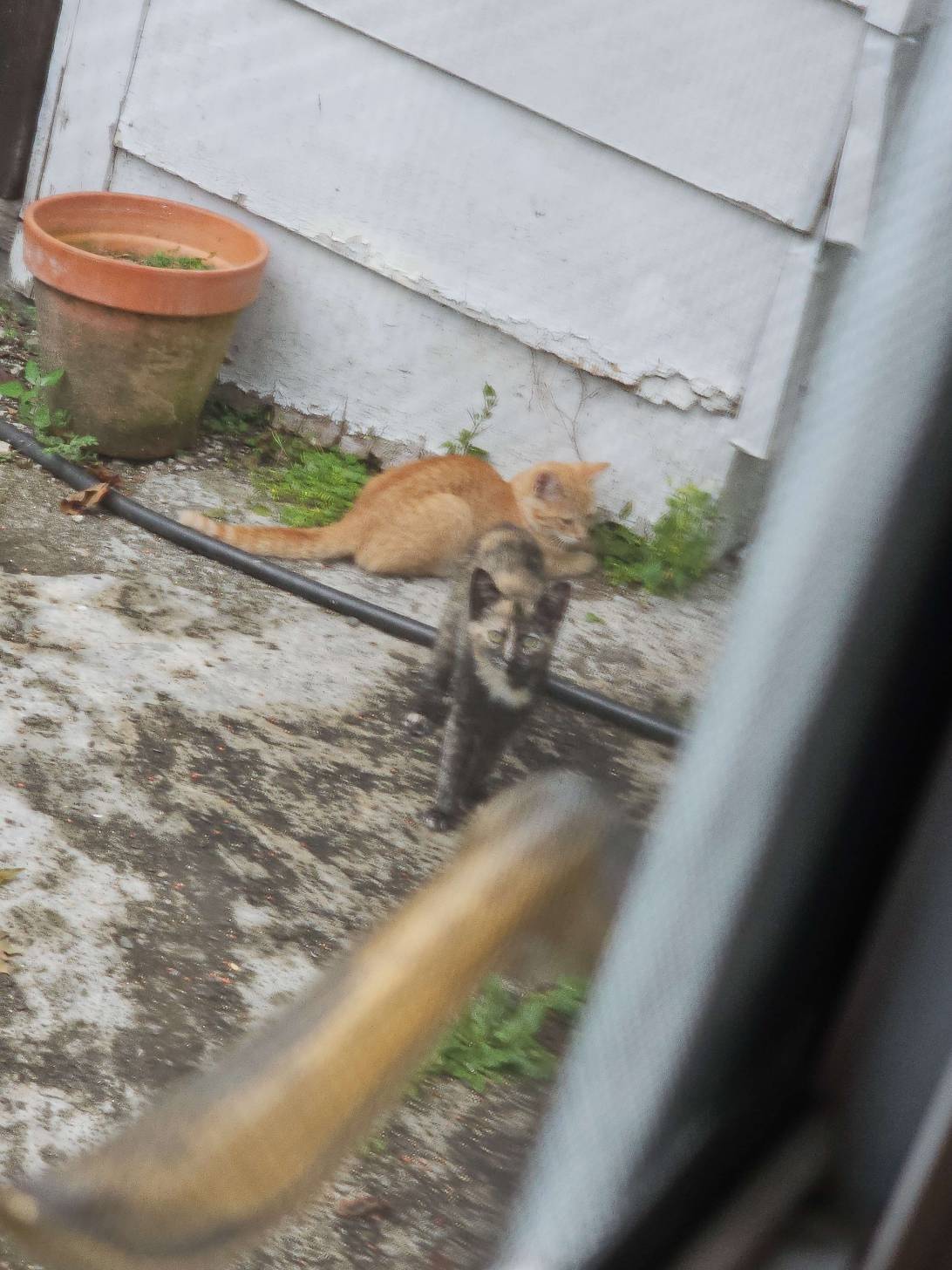 Tortellini, a cat found on Chonk Finder