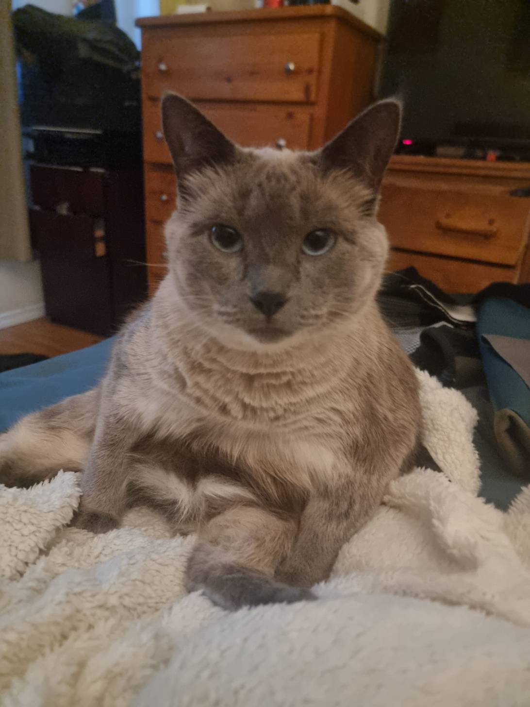 Suki, a cat found on Chonk Finder