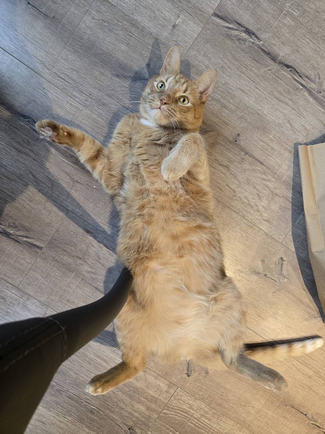 Ralph, a cat found on Chonk Finder