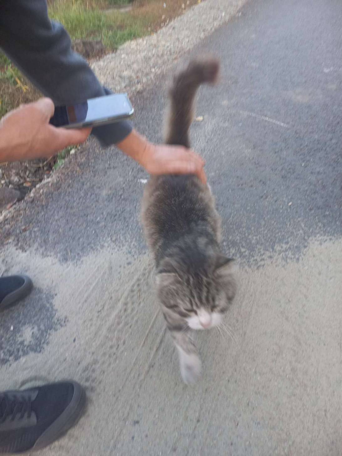 Говорун Петрович, a cat found on Chonk Finder