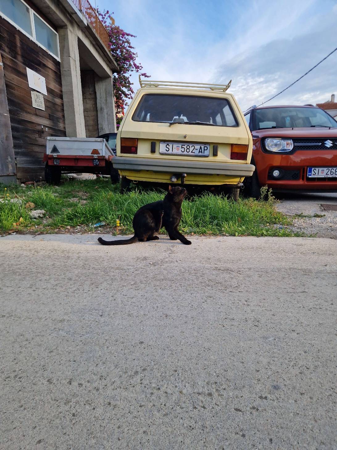 Branko, a cat found on Chonk Finder