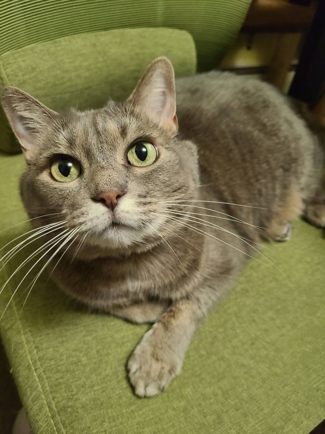 Luna, a cat found on Chonk Finder