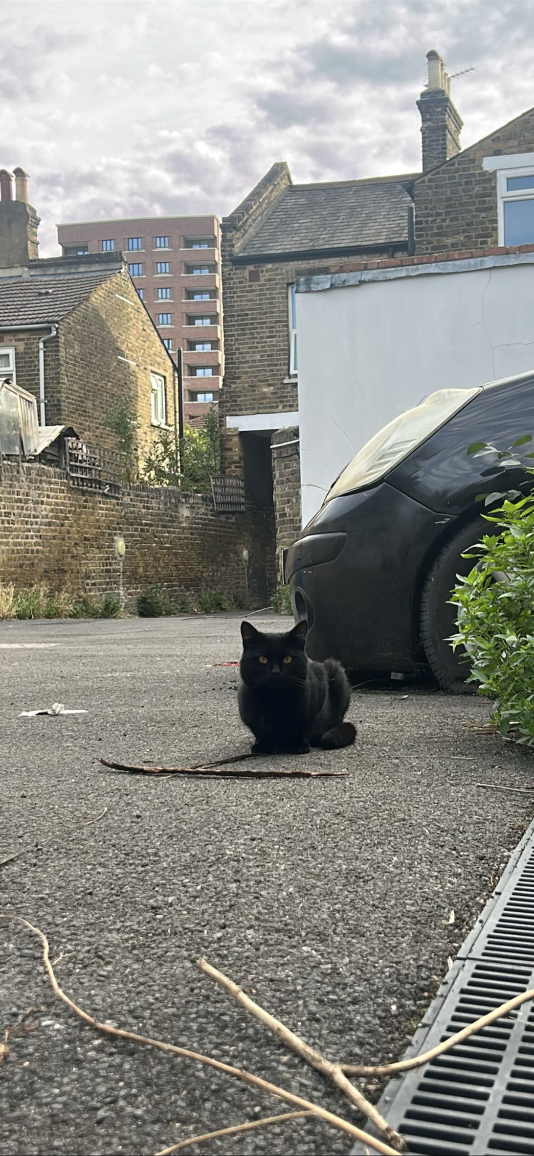 toofless, a cat found on Chonk Finder