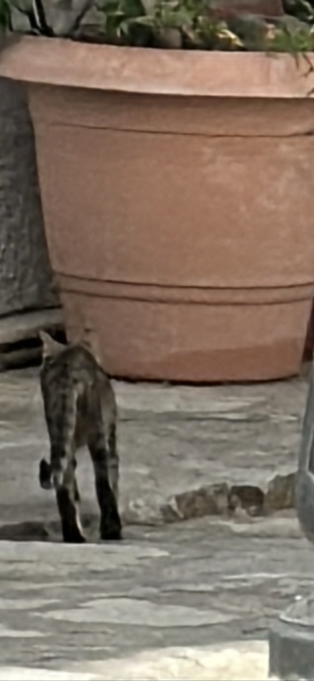 Terracotta, a cat found on Chonk Finder