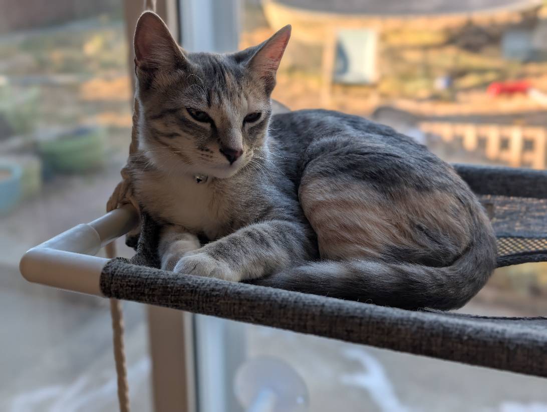 Mouse, a cat found on Chonk Finder