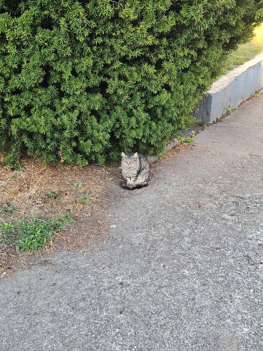 Cinnamon, a cat found on Chonk Finder
