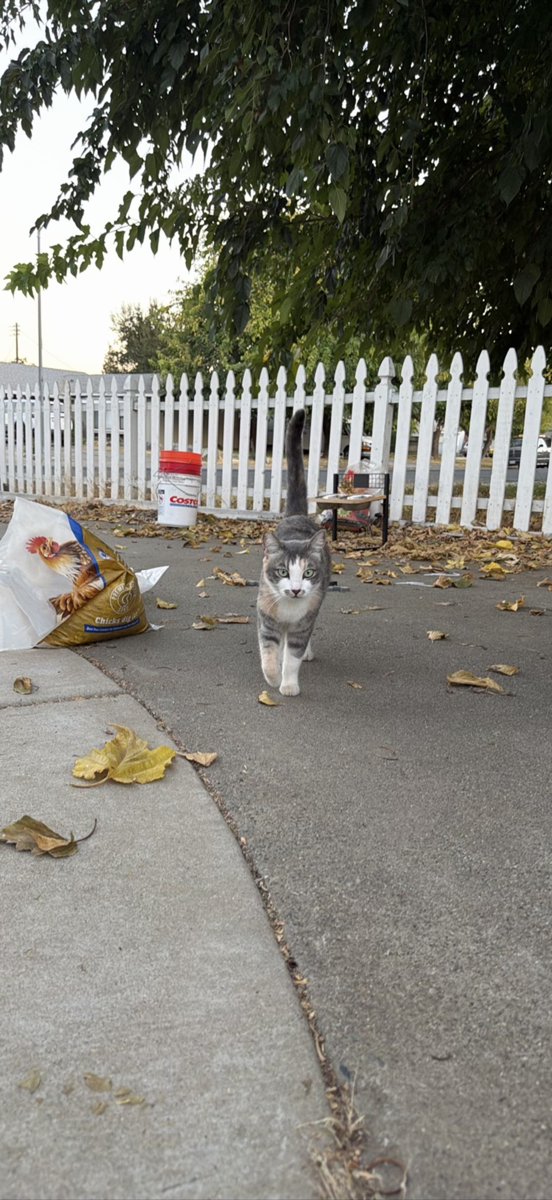 Lily, a cat found on Chonk Finder