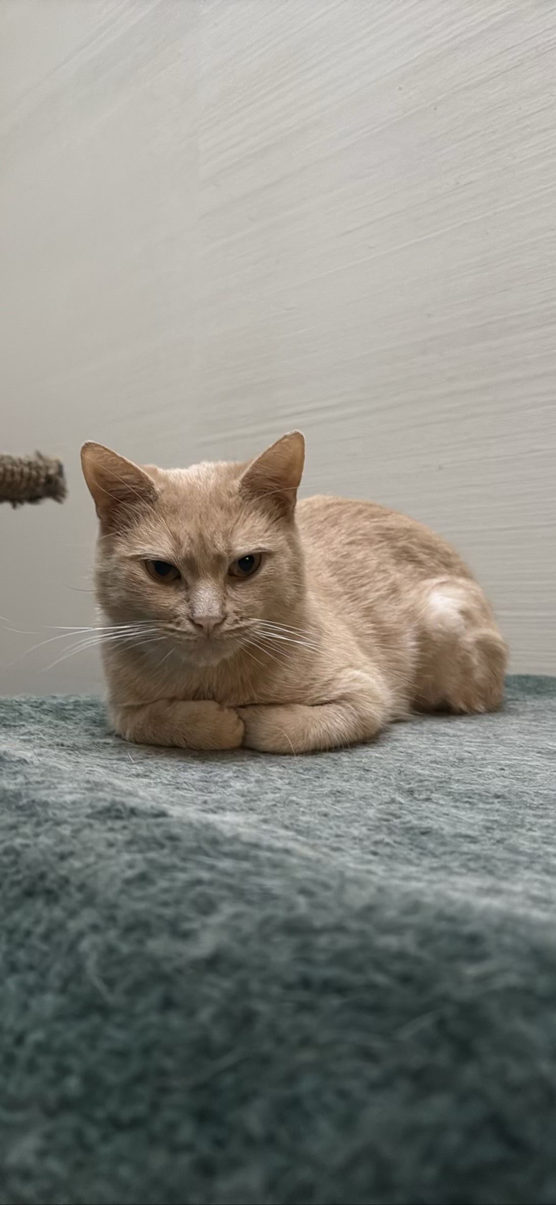 Petra, a cat found on Chonk Finder