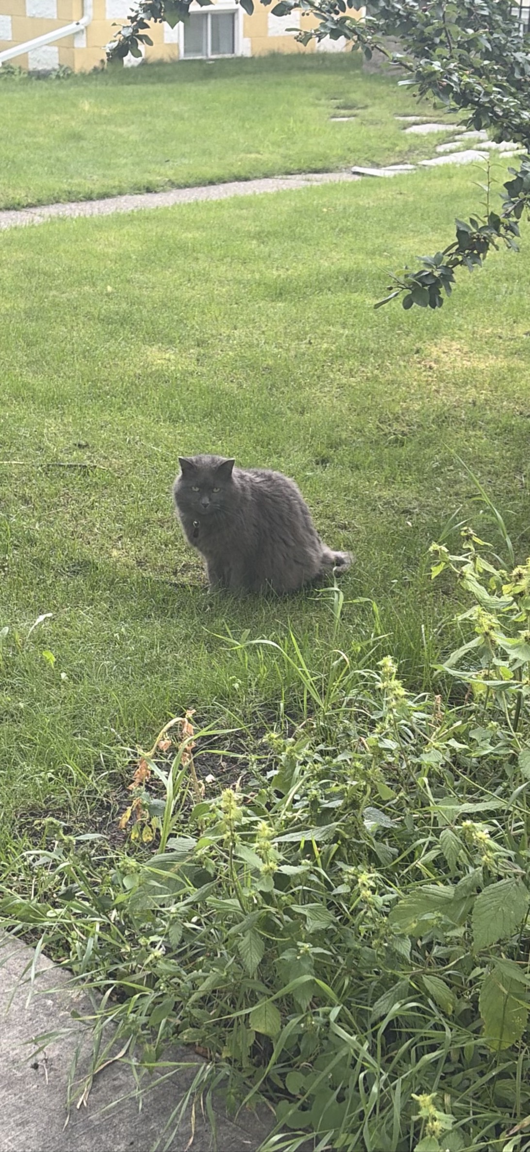 Chunky Grey Buddy, a cat found on Chonk Finder