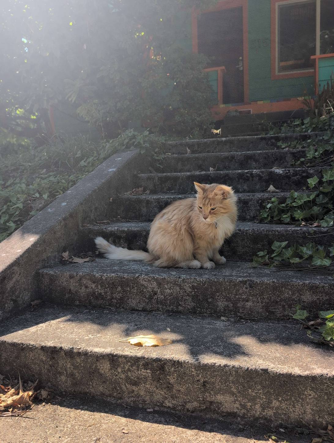 Biscuit, Olympia