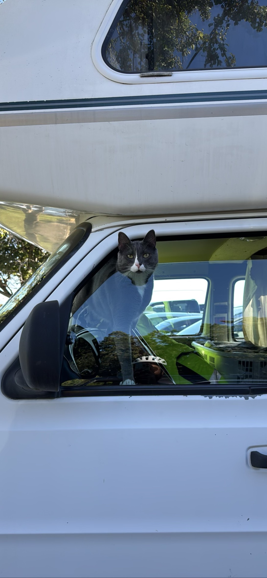 Designated driver, a cat found on Chonk Finder