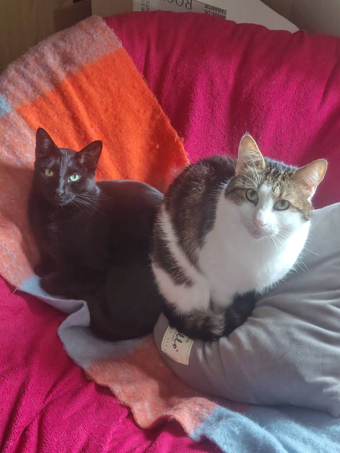 PiouPious, a cat found on Chonk Finder