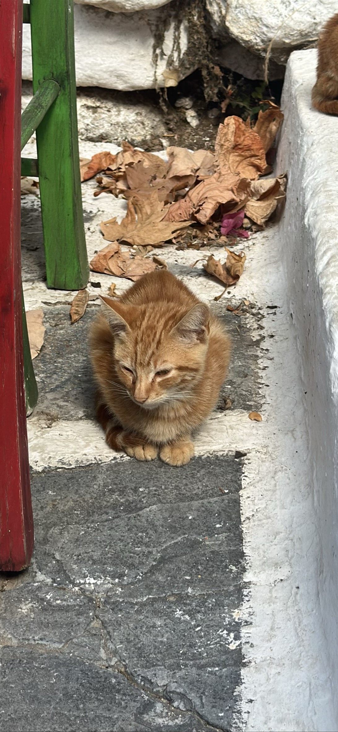 Peach, a cat found on Chonk Finder