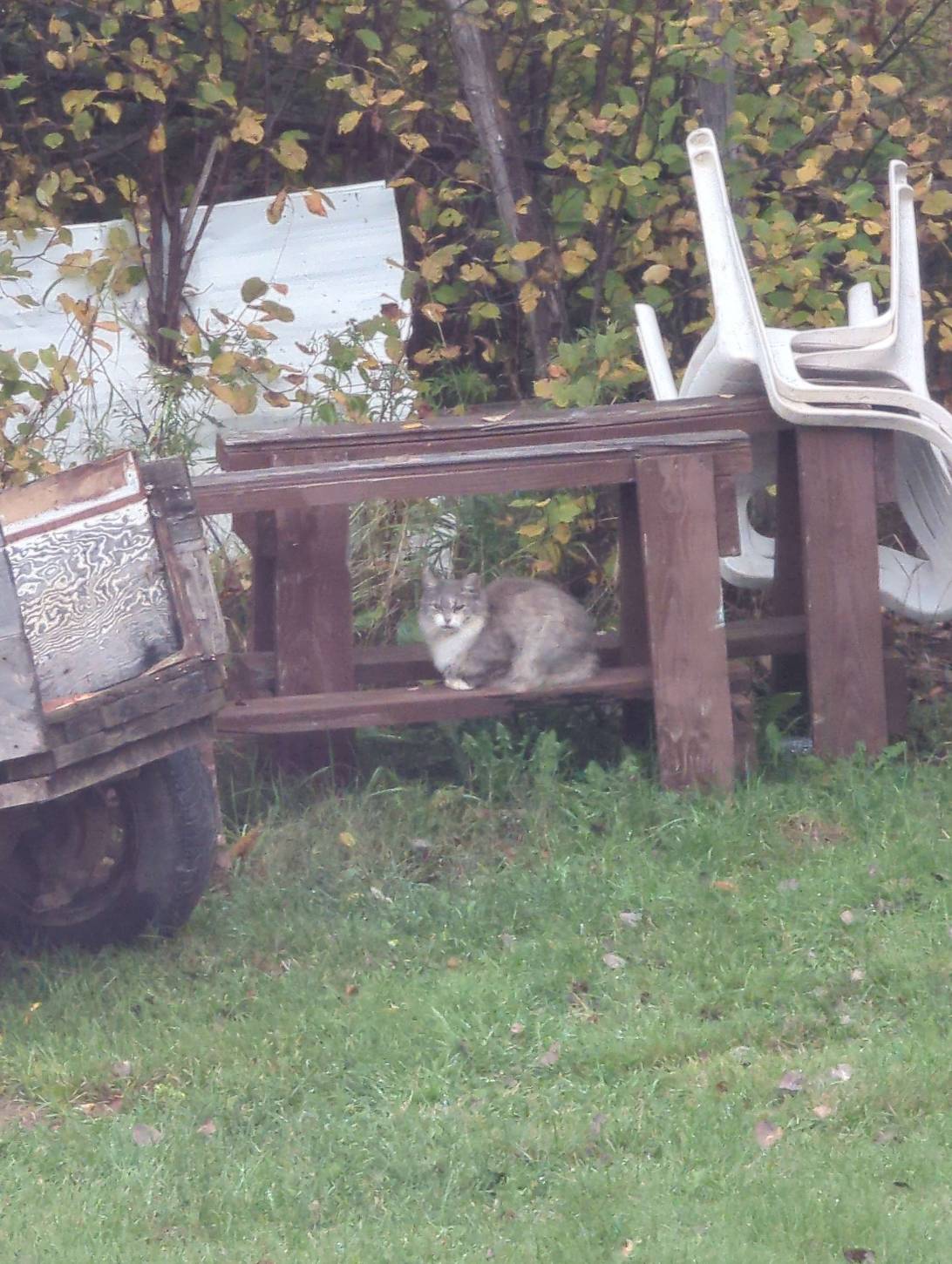 Greyson, a cat found on Chonk Finder