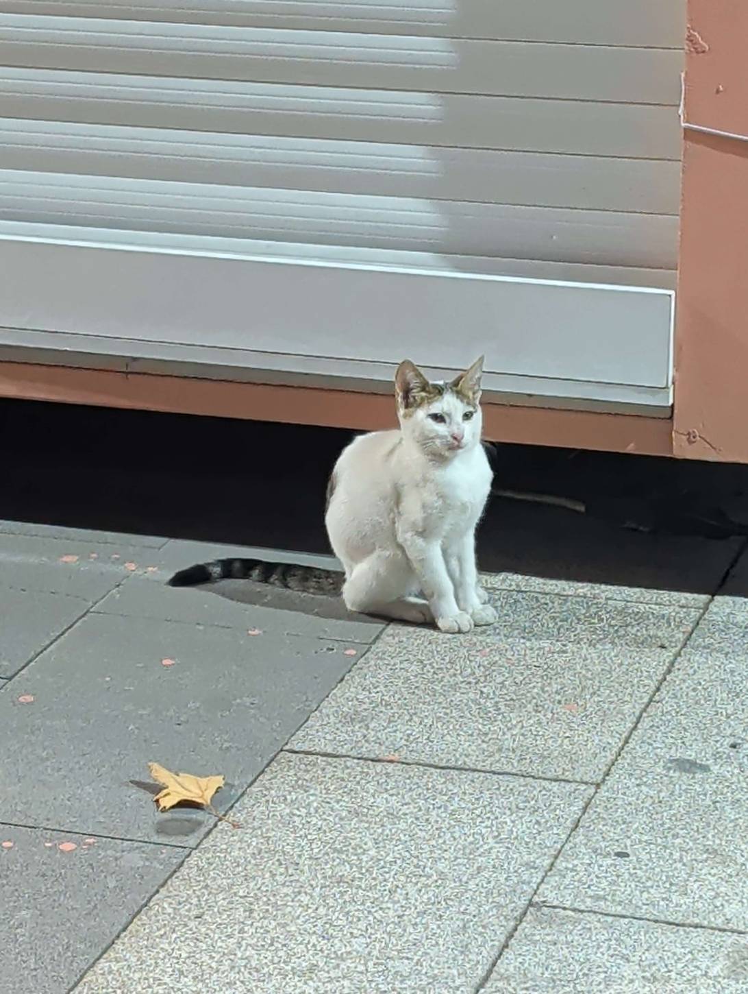 Kazimir, a cat found on Chonk Finder