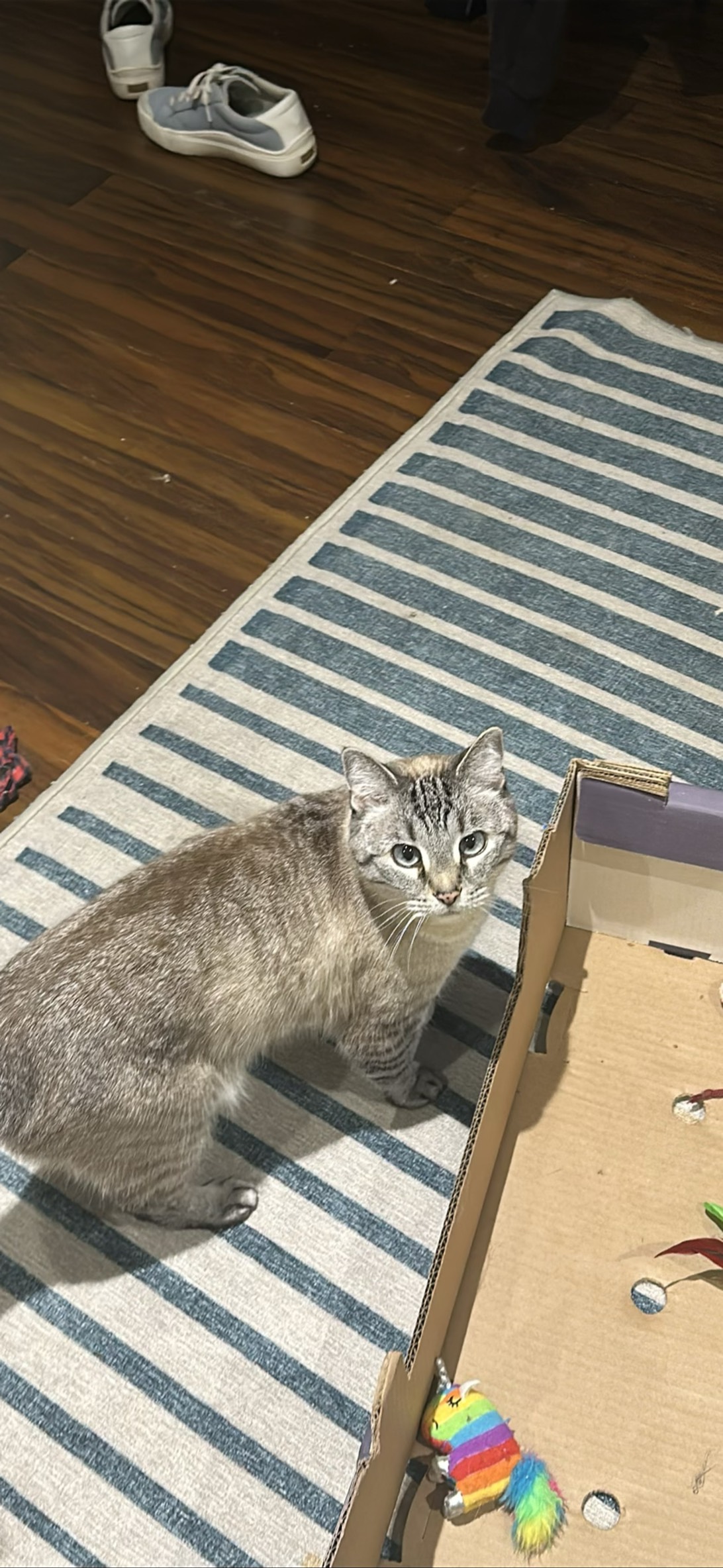 Gyda, a cat found on Chonk Finder