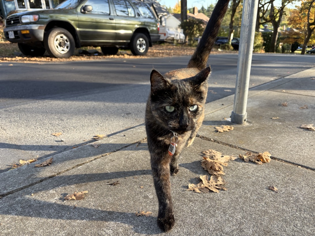 Roxy, a cat found on Chonk Finder