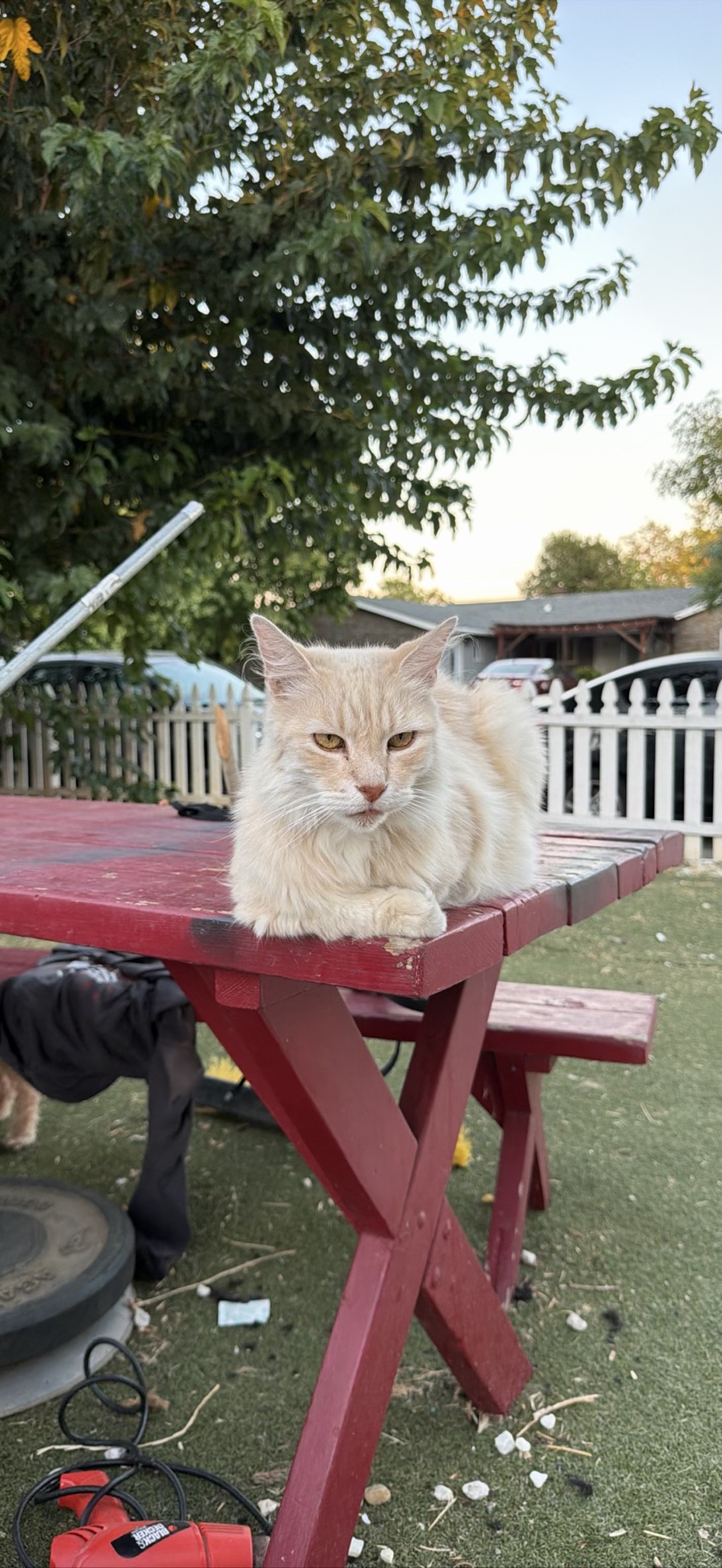 George, a cat found on Chonk Finder