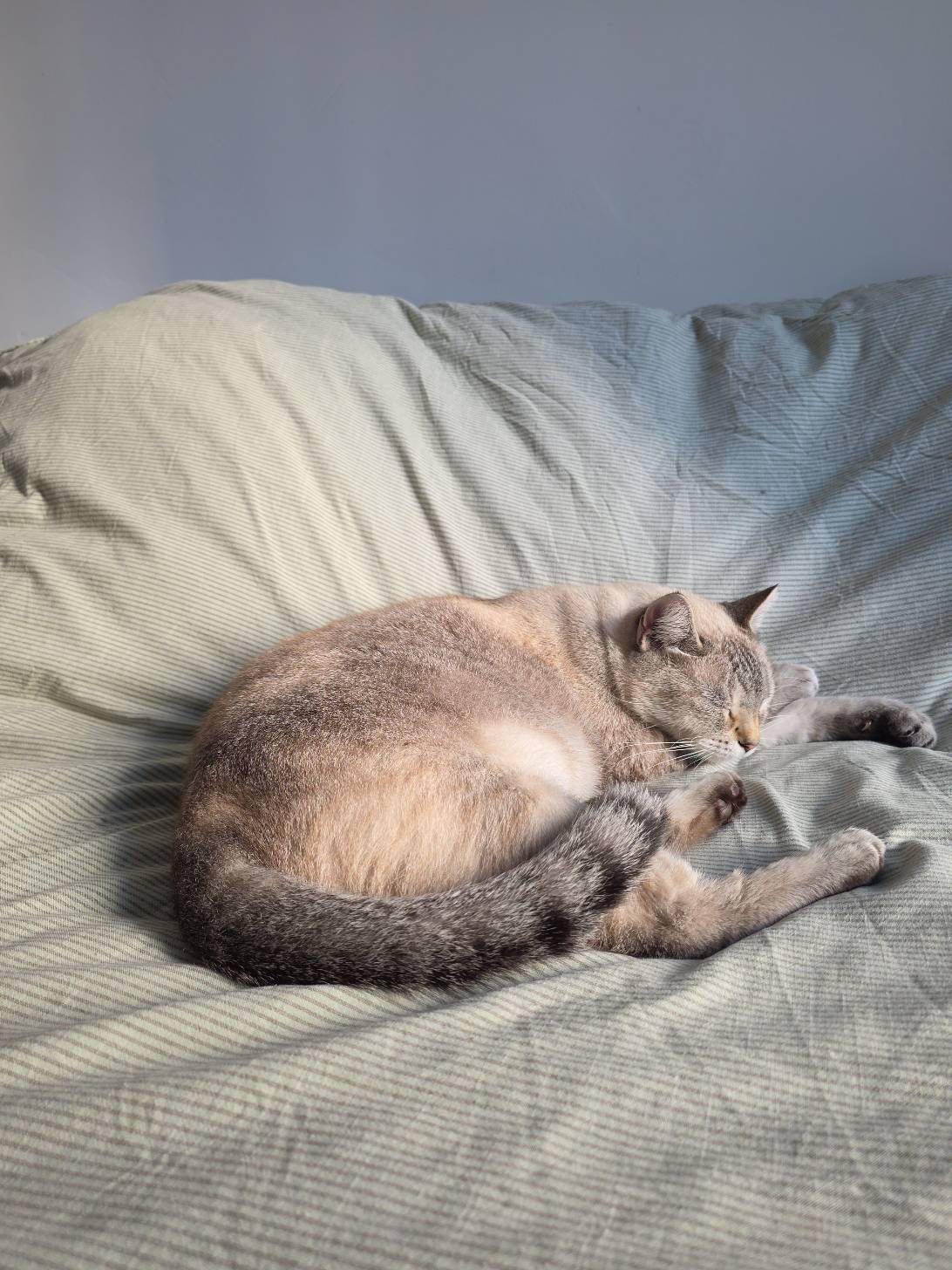 MILO, a cat found on Chonk Finder